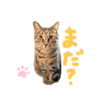 ハナつむじふたえ（個別スタンプ：3）