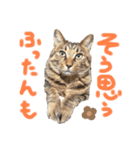 ハナつむじふたえ（個別スタンプ：7）