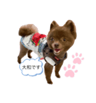 ポメラニアンの大和くん（個別スタンプ：1）