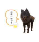 ポメラニアンの大和くん（個別スタンプ：3）