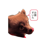 ポメラニアンの大和くん（個別スタンプ：5）