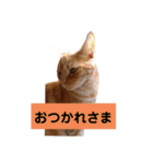 おてんばふくくん（個別スタンプ：11）