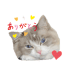 ラグドールとハチワレねこ（個別スタンプ：1）