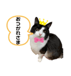 ラグドールとハチワレねこ（個別スタンプ：2）