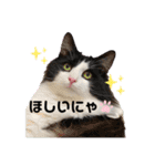 ラグドールとハチワレねこ（個別スタンプ：4）