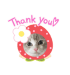 ラグドールとハチワレねこ（個別スタンプ：5）