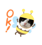 ラグドールとハチワレねこ（個別スタンプ：6）