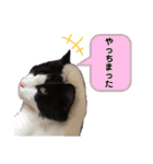 ラグドールとハチワレねこ（個別スタンプ：8）