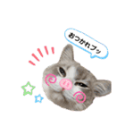 ラグドールとハチワレねこ（個別スタンプ：9）