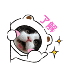 ラグドールとハチワレねこ（個別スタンプ：10）