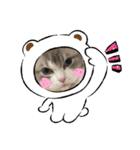 ラグドールとハチワレねこ（個別スタンプ：11）