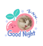 ラグドールとハチワレねこ（個別スタンプ：13）
