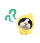 ラグドールとハチワレねこ（個別スタンプ：14）