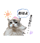 ラグドールとハチワレねこ（個別スタンプ：19）