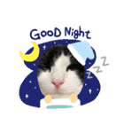 ラグドールとハチワレねこ（個別スタンプ：20）