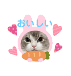 ラグドールとハチワレねこ（個別スタンプ：23）