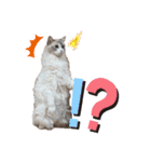 ラグドールとハチワレねこ（個別スタンプ：25）