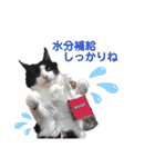 ラグドールとハチワレねこ（個別スタンプ：26）
