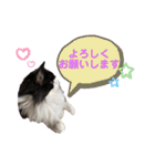 ラグドールとハチワレねこ（個別スタンプ：28）
