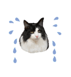 ラグドールとハチワレねこ（個別スタンプ：32）