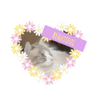 ラグドールとハチワレねこ（個別スタンプ：33）