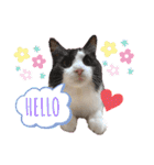 ラグドールとハチワレねこ（個別スタンプ：34）
