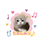 ラグドールとハチワレねこ（個別スタンプ：35）