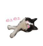 ラグドールとハチワレねこ（個別スタンプ：36）