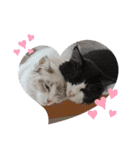 ラグドールとハチワレねこ（個別スタンプ：38）