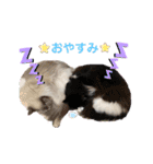 ラグドールとハチワレねこ（個別スタンプ：39）