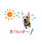 仲良しウェスティー＆ヨーキー（個別スタンプ：3）