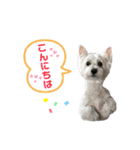 仲良しウェスティー＆ヨーキー（個別スタンプ：5）