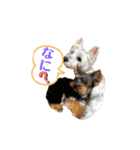 仲良しウェスティー＆ヨーキー（個別スタンプ：6）