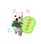 仲良しウェスティー＆ヨーキー（個別スタンプ：7）