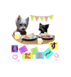 仲良しウェスティー＆ヨーキー（個別スタンプ：9）