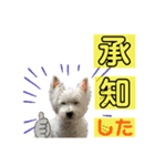 仲良しウェスティー＆ヨーキー（個別スタンプ：11）