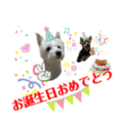 仲良しウェスティー＆ヨーキー（個別スタンプ：12）