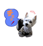仲良しウェスティー＆ヨーキー（個別スタンプ：14）
