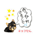 仲良しウェスティー＆ヨーキー（個別スタンプ：15）