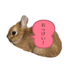 ピピの日常²（個別スタンプ：1）