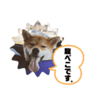 ゆたか(赤柴)＆琴(黒柴)（個別スタンプ：2）