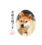 ゆたか(赤柴)＆琴(黒柴)（個別スタンプ：3）