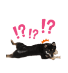 ゆたか(赤柴)＆琴(黒柴)（個別スタンプ：4）