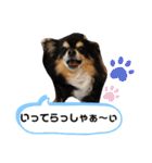 チワワ〜ズときどきハム！（個別スタンプ：14）