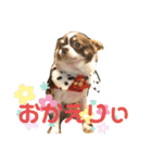 チワワ〜ズときどきハム！（個別スタンプ：15）