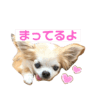 チワワ〜ズときどきハム！（個別スタンプ：21）