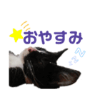 ハチワレ子猫の与太郎です。よろしく！（個別スタンプ：1）