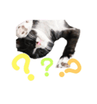 ハチワレ子猫の与太郎です。よろしく！（個別スタンプ：2）