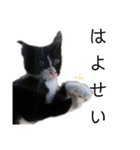 ハチワレ子猫の与太郎です。よろしく！（個別スタンプ：3）