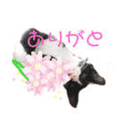 ハチワレ子猫の与太郎です。よろしく！（個別スタンプ：5）